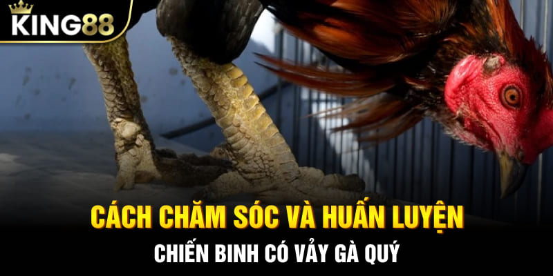 Cách chăm sóc và huấn luyện chiến binh có vảy gà quý