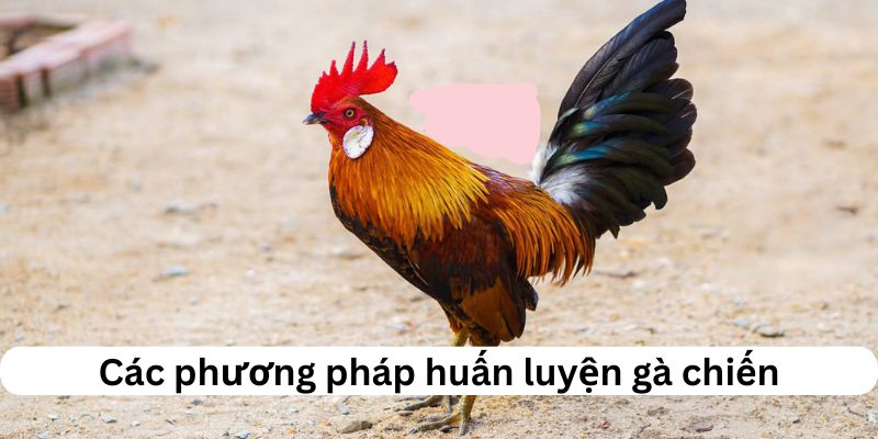 Các phương pháp huấn luyện