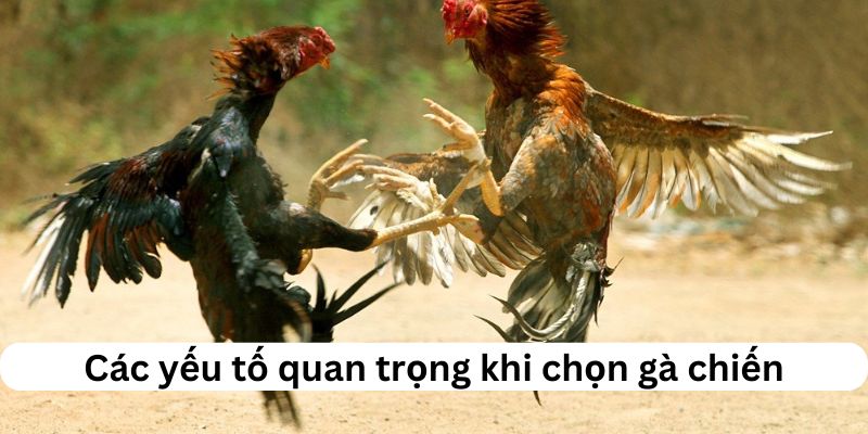 Các yếu tố trong cách chọn gà chiến