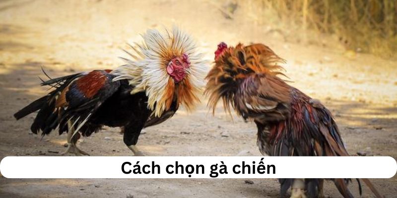 Cách Chọn Gà Chiến