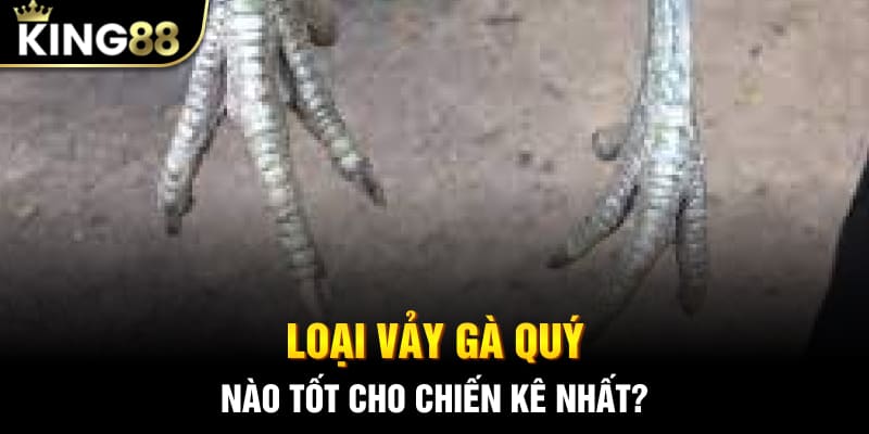 Loại vảy gà quý nào tốt cho chiến kê nhất?