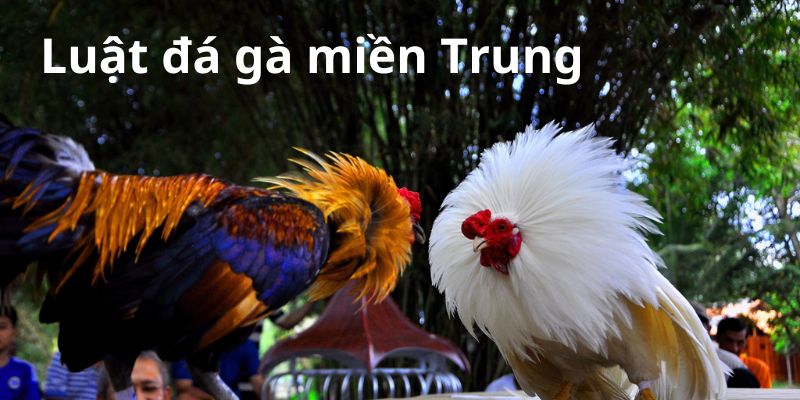 Luật Đá Gà Miền Trung